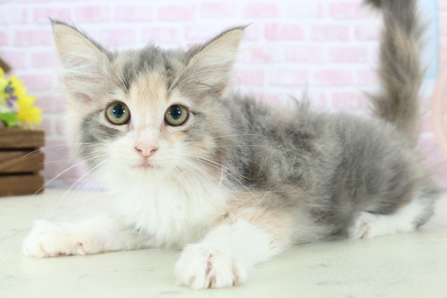 沖縄県のノルウェージャンフォレストキャット (Coo&RIKUイオン北谷店/2025年11月3日生まれ/女の子/ダイリュートキャリコ)の子猫の3枚目の画像