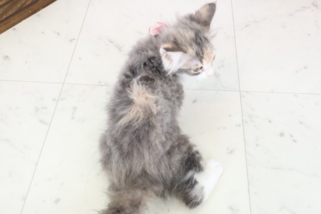 沖縄県のノルウェージャンフォレストキャット (Coo&RIKUイオン北谷店/2025年11月3日生まれ/女の子/ダイリュートキャリコ)の子猫の4枚目の画像