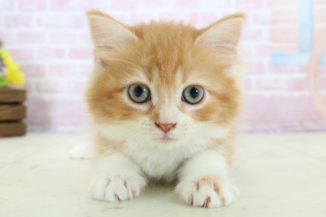 沖縄県のラガマフィン (Coo&RIKUイーアス沖縄豊崎店/2025年11月23日生まれ/男の子/レッドタビーホワイト)の子猫の1枚目の画像