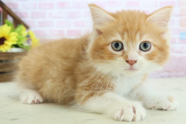 沖縄県のラガマフィン (Coo&RIKUイーアス沖縄豊崎店/2025年11月23日生まれ/男の子/レッドタビーホワイト)の子猫の2枚目の画像