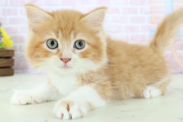 沖縄県のラガマフィン (Coo&RIKUイーアス沖縄豊崎店/2025年11月23日生まれ/男の子/レッドタビーホワイト)の子猫の3枚目の画像