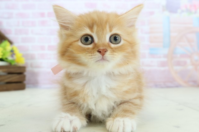 香川県のラガマフィン (Coo&RIKU高松上福岡店/2025年11月23日生まれ/女の子/レッドタビー)の子猫の1枚目の画像