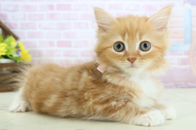 香川県のラガマフィン (Coo&RIKU高松上福岡店/2025年11月23日生まれ/女の子/レッドタビー)の子猫の2枚目の画像