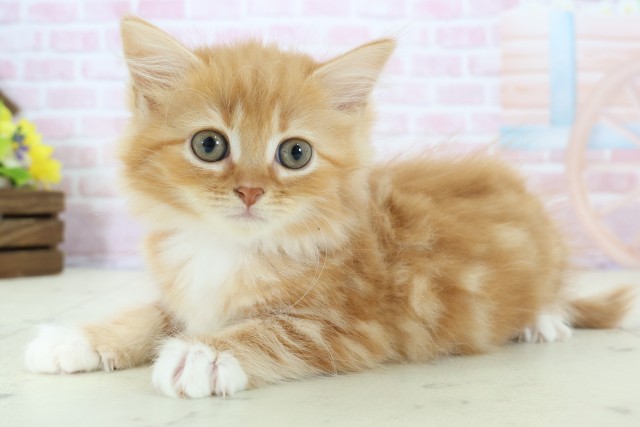 香川県のラガマフィン (Coo&RIKU高松上福岡店/2025年11月23日生まれ/女の子/レッドタビー)の子猫の3枚目の画像