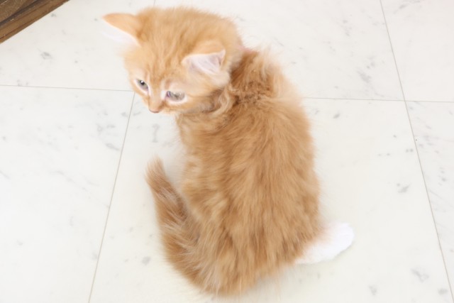 香川県のラガマフィン (Coo&RIKU高松上福岡店/2025年11月23日生まれ/女の子/レッドタビー)の子猫の4枚目の画像