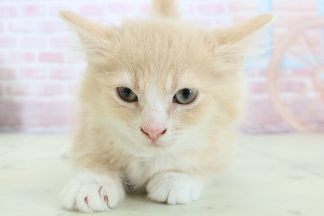 山口県のラガマフィン (Coo&RIKUサンパークあじす店/2025年11月17日生まれ/男の子/クリームタビー)の子猫の1枚目の画像