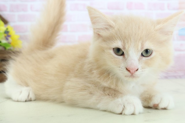 山口県のラガマフィン (Coo&RIKUサンパークあじす店/2025年11月17日生まれ/男の子/クリームタビー)の子猫の2枚目の画像