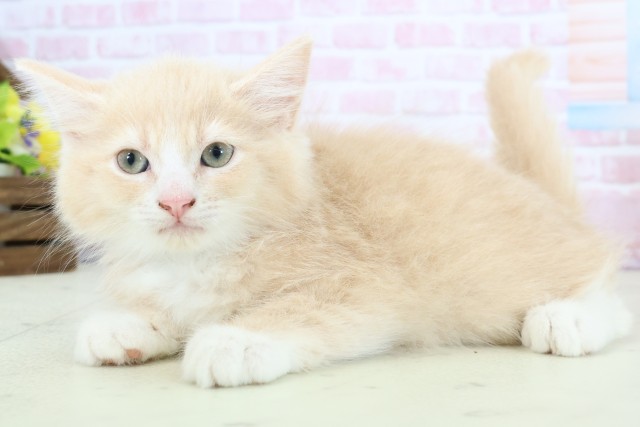 山口県のラガマフィン (Coo&RIKUサンパークあじす店/2025年11月17日生まれ/男の子/クリームタビー)の子猫の3枚目の画像