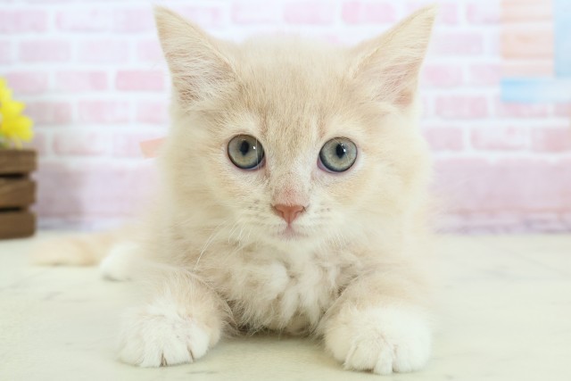 福岡県のラガマフィン (Coo&RIKU黒崎店/2025年11月17日生まれ/女の子/クリームタビー)の子猫の1枚目の画像