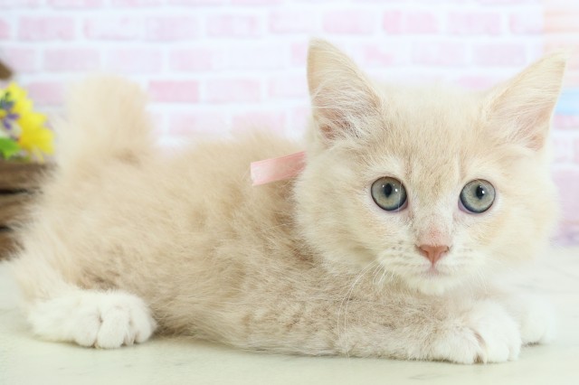 福岡県のラガマフィン (Coo&RIKU黒崎店/2025年11月17日生まれ/女の子/クリームタビー)の子猫の2枚目の画像