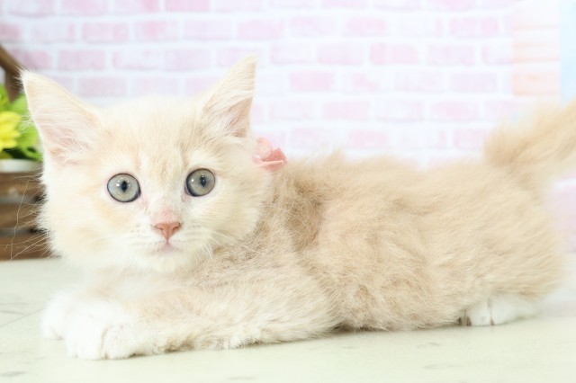 福岡県のラガマフィン (Coo&RIKU黒崎店/2025年11月17日生まれ/女の子/クリームタビー)の子猫の3枚目の画像