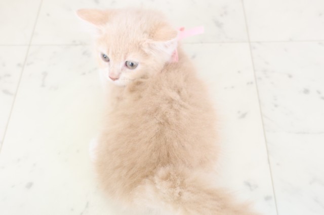 福岡県のラガマフィン (Coo&RIKU黒崎店/2025年11月17日生まれ/女の子/クリームタビー)の子猫の4枚目の画像