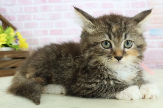 沖縄県のラガマフィン (Coo&RIKUイオン北谷店/2025年11月17日生まれ/女の子/ブラウンパッチドティックドタビーホワイト)の子猫の2枚目の画像