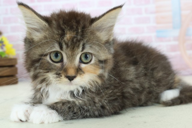 沖縄県のラガマフィン (Coo&RIKUイオン北谷店/2025年11月17日生まれ/女の子/ブラウンパッチドティックドタビーホワイト)の子猫の3枚目の画像