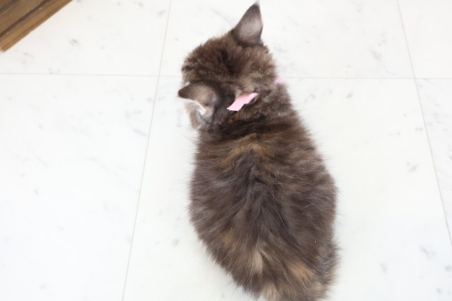 沖縄県のラガマフィン (Coo&RIKUイオン北谷店/2025年11月17日生まれ/女の子/ブラウンパッチドティックドタビーホワイト)の子猫の4枚目の画像