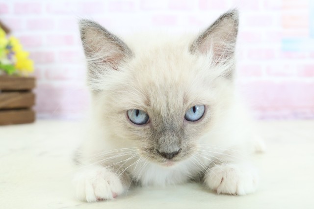 山口県のラグドール (Coo&RIKUサンパークあじす店/2025年11月21日生まれ/男の子/シールポイントミテッド)の子猫の1枚目の画像