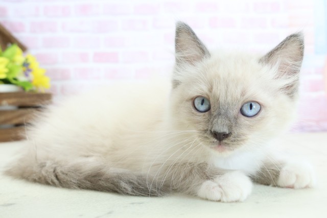 山口県のラグドール (Coo&RIKUサンパークあじす店/2025年11月21日生まれ/男の子/シールポイントミテッド)の子猫の2枚目の画像