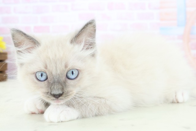 山口県のラグドール (Coo&RIKUサンパークあじす店/2025年11月21日生まれ/男の子/シールポイントミテッド)の子猫の3枚目の画像