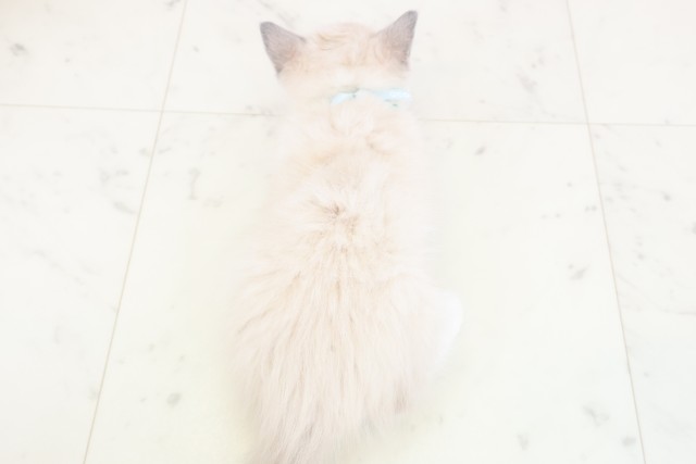 山口県のラグドール (Coo&RIKUサンパークあじす店/2025年11月21日生まれ/男の子/シールポイントミテッド)の子猫の4枚目の画像