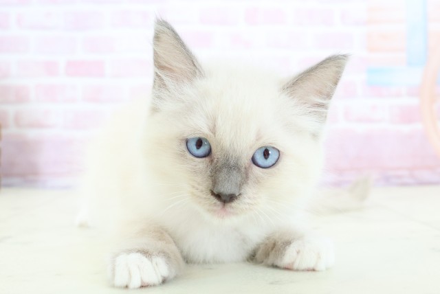 沖縄県のラグドール (Coo&RIKUイオン北谷店/2025年11月21日生まれ/女の子/ブルーポイントミテッド)の子猫の1枚目の画像