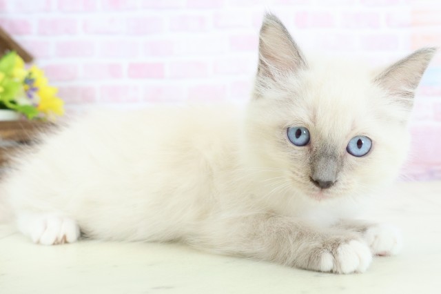 沖縄県のラグドール (Coo&RIKUイオン北谷店/2025年11月21日生まれ/女の子/ブルーポイントミテッド)の子猫の2枚目の画像