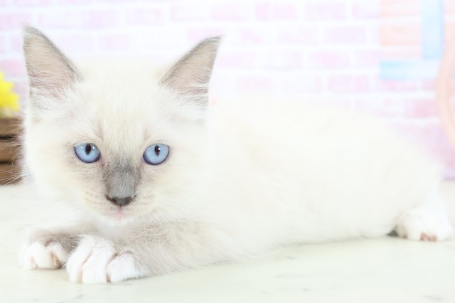 沖縄県のラグドール (Coo&RIKUイオン北谷店/2025年11月21日生まれ/女の子/ブルーポイントミテッド)の子猫の3枚目の画像