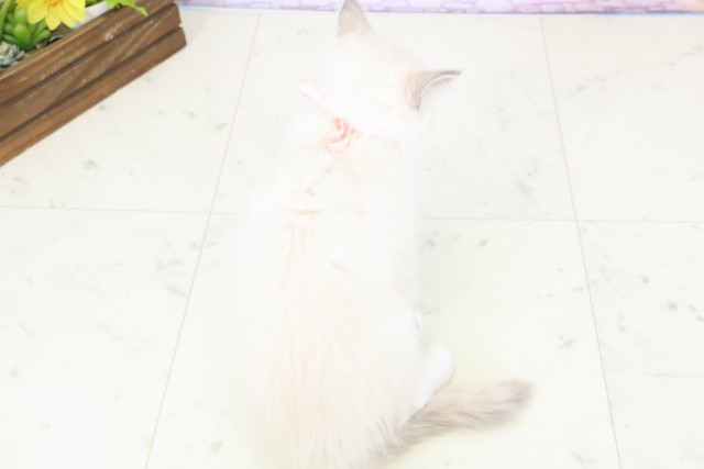 沖縄県のラグドール (Coo&RIKUイオン北谷店/2025年11月21日生まれ/女の子/ブルーポイントミテッド)の子猫の4枚目の画像