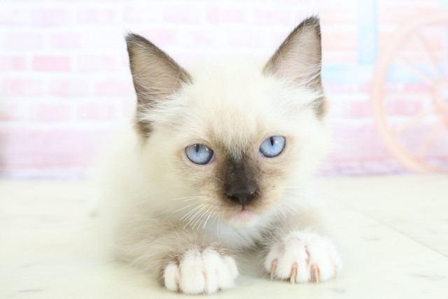 沖縄県のラグドール (Coo&RIKUイーアス沖縄豊崎店/2025年11月21日生まれ/女の子/シールポイントミテッド)の子猫の1枚目の画像