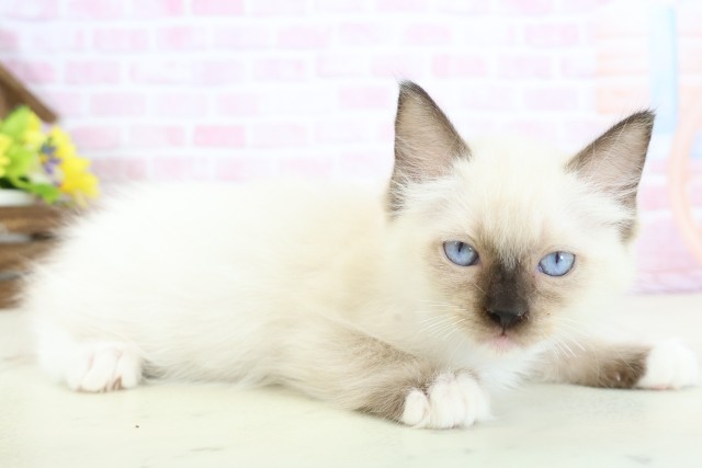 沖縄県のラグドール (Coo&RIKUイーアス沖縄豊崎店/2025年11月21日生まれ/女の子/シールポイントミテッド)の子猫の2枚目の画像