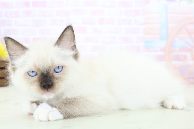 沖縄県のラグドール (Coo&RIKUイーアス沖縄豊崎店/2025年11月21日生まれ/女の子/シールポイントミテッド)の子猫の3枚目の画像
