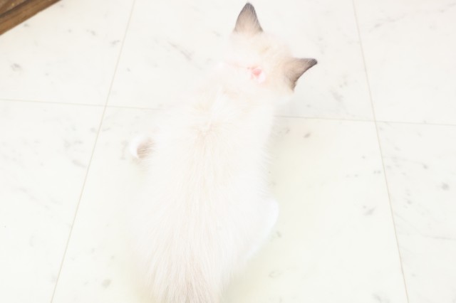 沖縄県のラグドール (Coo&RIKUイーアス沖縄豊崎店/2025年11月21日生まれ/女の子/シールポイントミテッド)の子猫の4枚目の画像