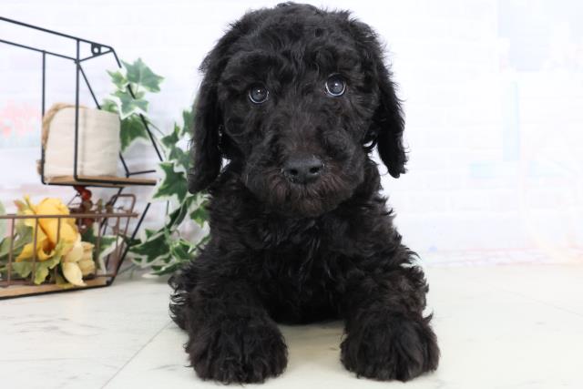 島根県のスタンダードプードル (Coo&RIKU出雲店/2025年11月29日生まれ/女の子/ブラック)の子犬の1枚目の画像