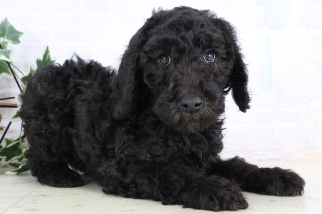 島根県のスタンダードプードル (Coo&RIKU出雲店/2025年11月29日生まれ/女の子/ブラック)の子犬の2枚目の画像