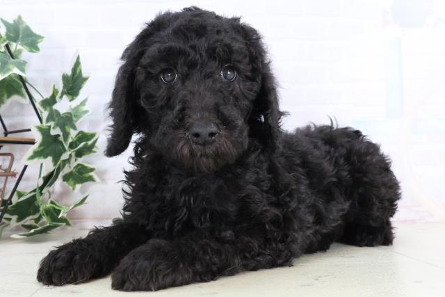島根県のスタンダードプードル (Coo&RIKU出雲店/2025年11月29日生まれ/女の子/ブラック)の子犬の3枚目の画像