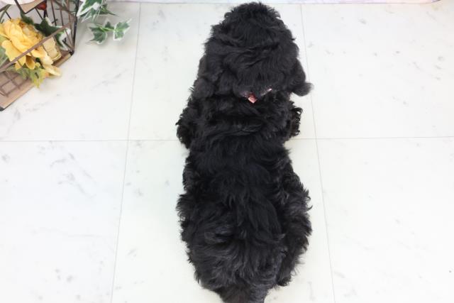 島根県のスタンダードプードル (Coo&RIKU出雲店/2025年11月29日生まれ/女の子/ブラック)の子犬の4枚目の画像