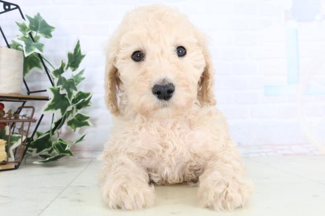 広島県のスタンダードプードル (Coo&RIKU東広島店/2025年11月29日生まれ/女の子/クリーム)の子犬の1枚目の画像