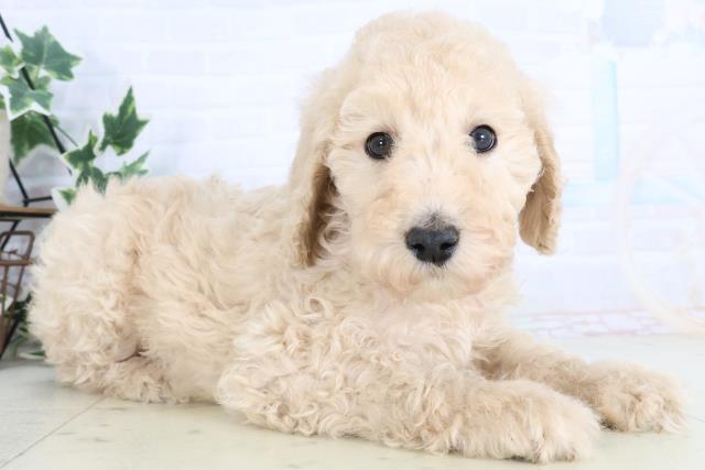 広島県のスタンダードプードル (Coo&RIKU東広島店/2025年11月29日生まれ/女の子/クリーム)の子犬の2枚目の画像