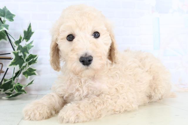 広島県のスタンダードプードル (Coo&RIKU東広島店/2025年11月29日生まれ/女の子/クリーム)の子犬の3枚目の画像