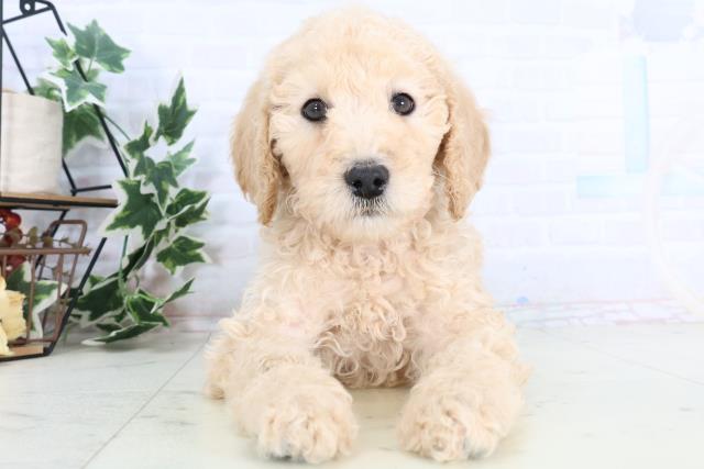 香川県のスタンダードプードル (Coo&RIKU高松上福岡店/2025年11月29日生まれ/男の子/クリーム)の子犬の1枚目の画像