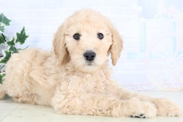 香川県のスタンダードプードル (Coo&RIKU高松上福岡店/2025年11月29日生まれ/男の子/クリーム)の子犬の2枚目の画像