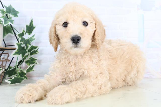 香川県のスタンダードプードル (Coo&RIKU高松上福岡店/2025年11月29日生まれ/男の子/クリーム)の子犬の3枚目の画像