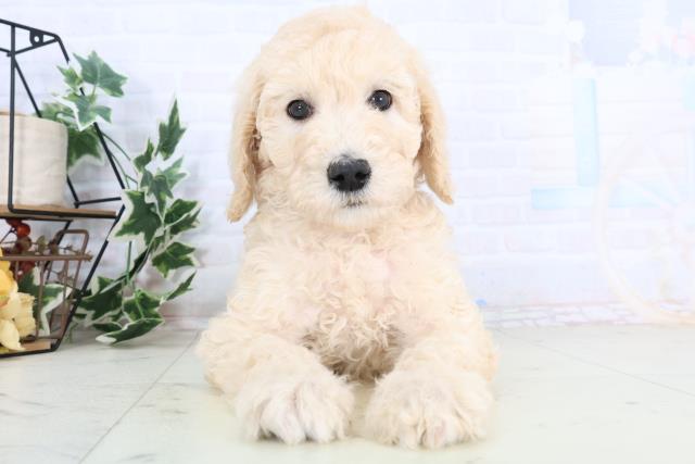 広島県のスタンダードプードル (Coo&RIKUゆめタウン大竹店/2025年11月29日生まれ/男の子/クリーム)の子犬の1枚目の画像