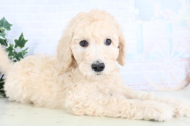 広島県のスタンダードプードル (Coo&RIKUゆめタウン大竹店/2025年11月29日生まれ/男の子/クリーム)の子犬の2枚目の画像