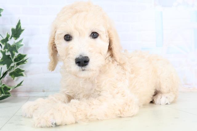 広島県のスタンダードプードル (Coo&RIKUゆめタウン大竹店/2025年11月29日生まれ/男の子/クリーム)の子犬の3枚目の画像