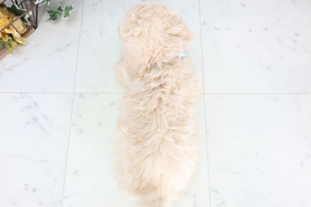 広島県のスタンダードプードル (Coo&RIKUゆめタウン大竹店/2025年11月29日生まれ/男の子/クリーム)の子犬の4枚目の画像