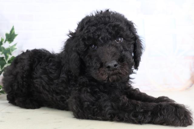鳥取県のスタンダードプードル (Coo&RIKUラ・ムー鳥取東店/2025年11月29日生まれ/男の子/ブラック)の子犬の2枚目の画像