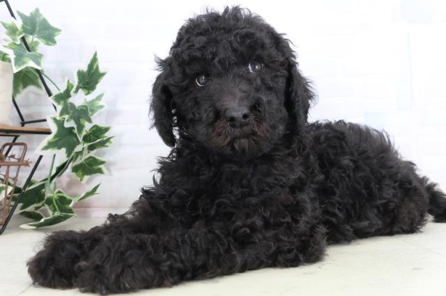 鳥取県のスタンダードプードル (Coo&RIKUラ・ムー鳥取東店/2025年11月29日生まれ/男の子/ブラック)の子犬の3枚目の画像