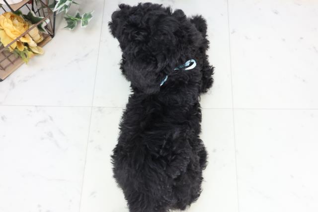 鳥取県のスタンダードプードル (Coo&RIKUラ・ムー鳥取東店/2025年11月29日生まれ/男の子/ブラック)の子犬の4枚目の画像