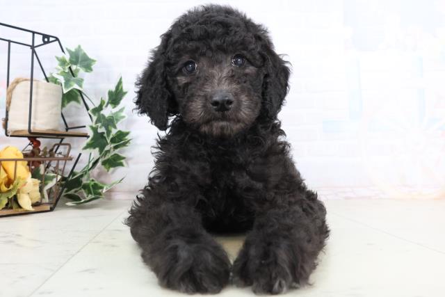 岡山県のスタンダードプードル (Coo&RIKU岡山店/2025年11月29日生まれ/男の子/シルバー)の子犬の1枚目の画像