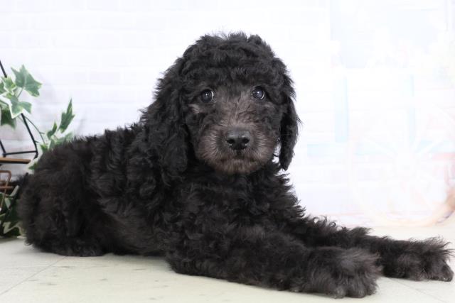 岡山県のスタンダードプードル (Coo&RIKU岡山店/2025年11月29日生まれ/男の子/シルバー)の子犬の2枚目の画像